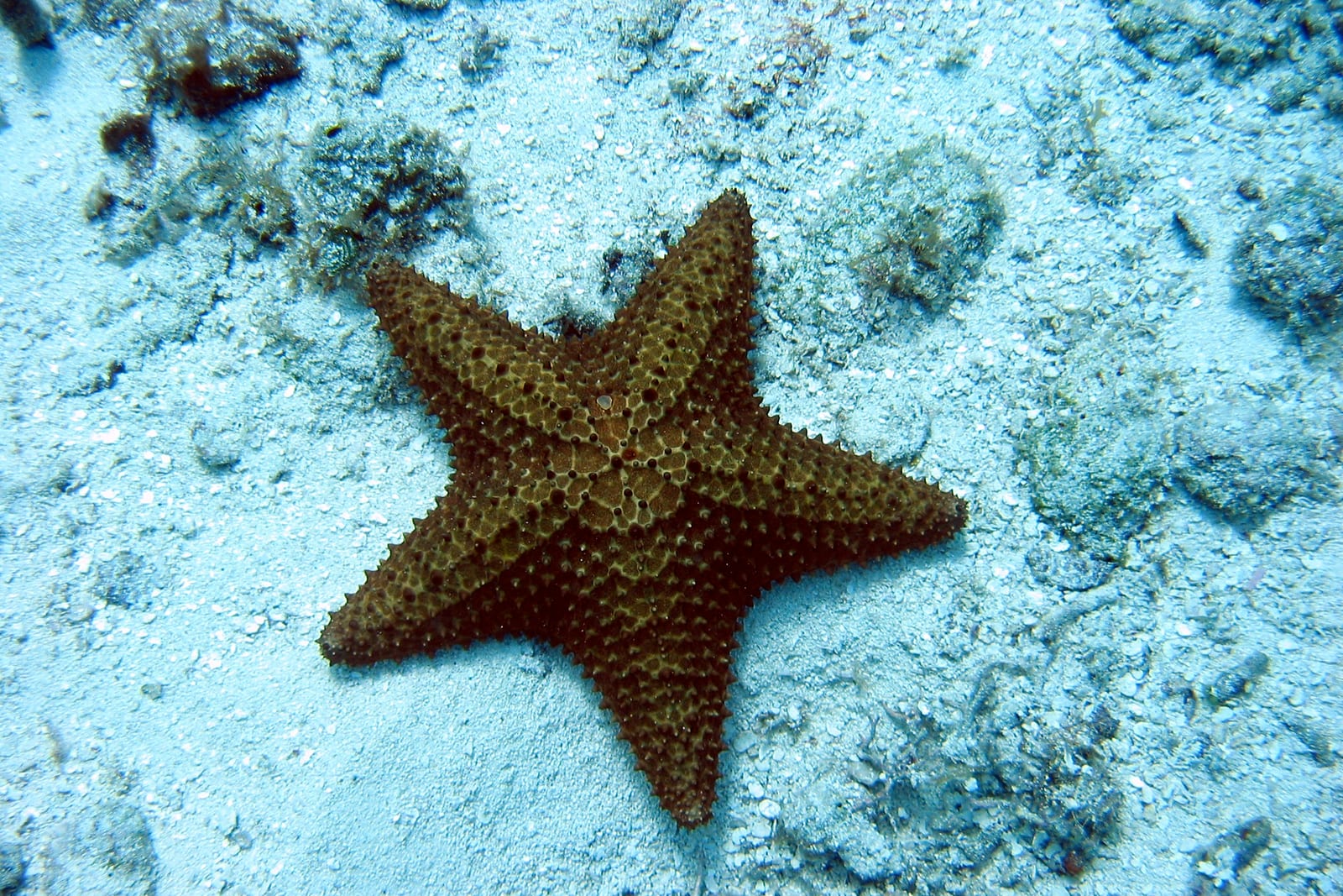 Aguas turquesa poco profundas de El Cielo en Cozumel
