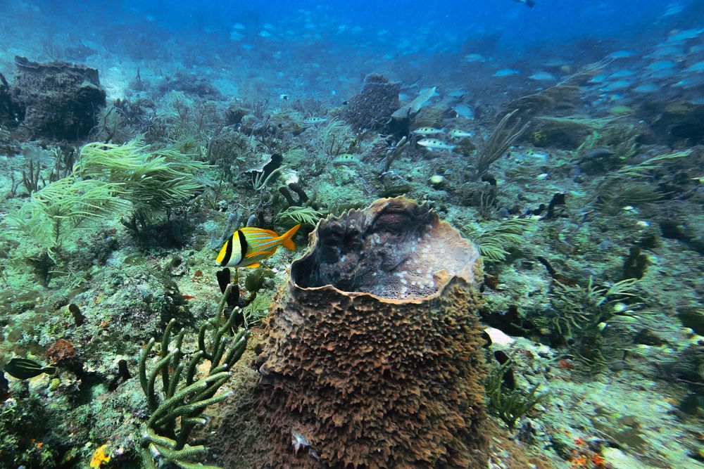 Scuba diver exploring a Cozumel reef