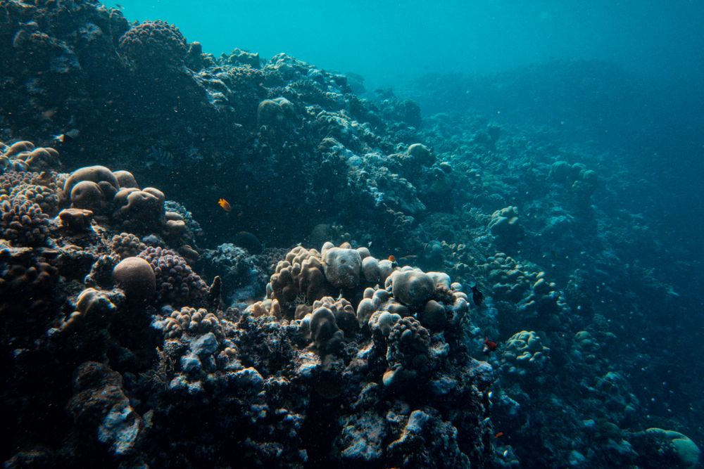 Coral reef seen underwater in clear blue water